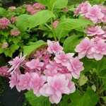 Hydrangea macrophylla Expression (2)