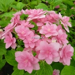 Hydrangea macrophylla Expression (3)