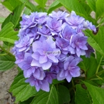 Hydrangea macrophylla Expression
