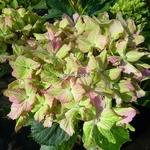 Hydrangea macrophylla Fantasia (2)