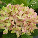 Hydrangea macrophylla Fantasia (3)