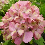 Hydrangea macrophylla Fantasia (4)