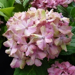 Hydrangea macrophylla Fantasia (5)