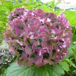 Hydrangea macrophylla Hamburg (9)