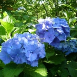 Hydrangea macrophylla Hamburg