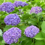Hydrangea macrophylla Heinrich Seidel