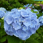 Hydrangea macrophylla Homigo (5)