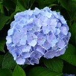 Hydrangea macrophylla Homigo (4)