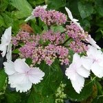 Hydrangea macrophylla Jean Varnier (2)