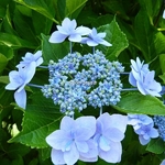 Hydrangea macrophylla Jogasaki (3)