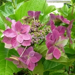 Hydrangea macrophylla Jogasaki (4)