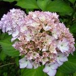 Hydrangea macrophylla Salsa (2)