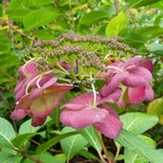 Hydrangea macrophylla Sandra (8)