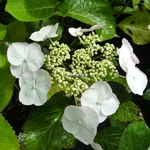 Hydrangea macrophylla Sandra (20)