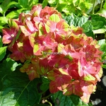 Hydrangea macrophylla Schloss Wackerbach (2)