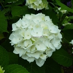 Hydrangea macrophylla The Bride (10)
