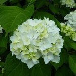 Hydrangea macrophylla The Bride (9)