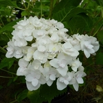 Hydrangea macrophylla The Bride (2)