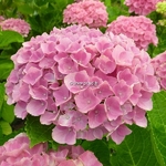 Hydrangea macrophylla Xian (4)