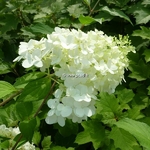 Hydrangea paniculata Dentelle de Goron