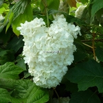 Hydrangea quercifolia Snowdrift (4)