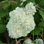 Hydrangea quercifolia Snowdrift (2)