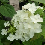 Hydrangea quercifolia Tennessee Clone (4)