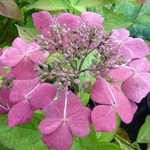 Hydrangea serrata Grayswood (8)