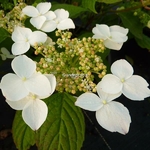 Hydrangea serrata Kurenai (21)