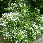 Hydrangea serrata Shirofuji (5)