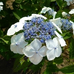 Hydrangea serrata Tokyo Delight (2)