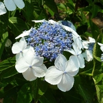Hydrangea serrata Tokyo Delight (1)