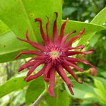 Illicium floridanum (5)