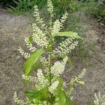 Itea chinensis