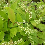 Itea japonica Beppu (1)