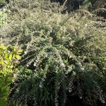 Lespedeza thunbergii Albiflora (1)