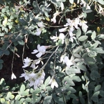 Lespedeza thunbergii Albiflora (2)