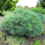 Pinus strobus Minima