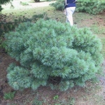 Pinus densiflora Umbraculifera