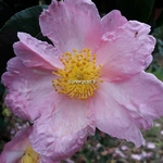 Camellia sasanqua Plantation Pink (2)