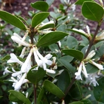 Osmanthus Heaven Scent (4)