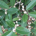 Osmanthus macrophyllus (1)