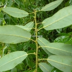 Quercus myrsinifolia (1)