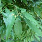 Quercus mysinifolia (2)
