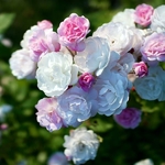 Rosa Blush Noisette
