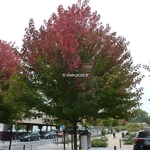 Acerx freemanii Autumn Blaze (1)