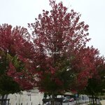 Acerx freemanii Autumn Blaze (2)