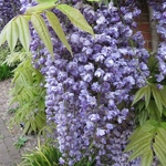 Wisteria floribunda Violacea Plena