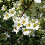 Xanthoceras sorbifolium (1)