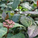 Viburnum tinus Purpureum